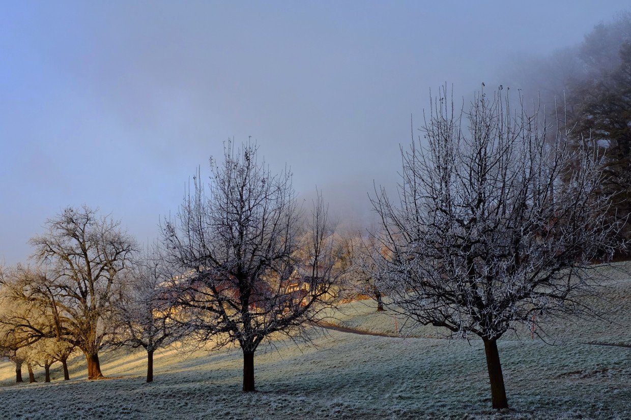 Frozen Fog on Trees 3