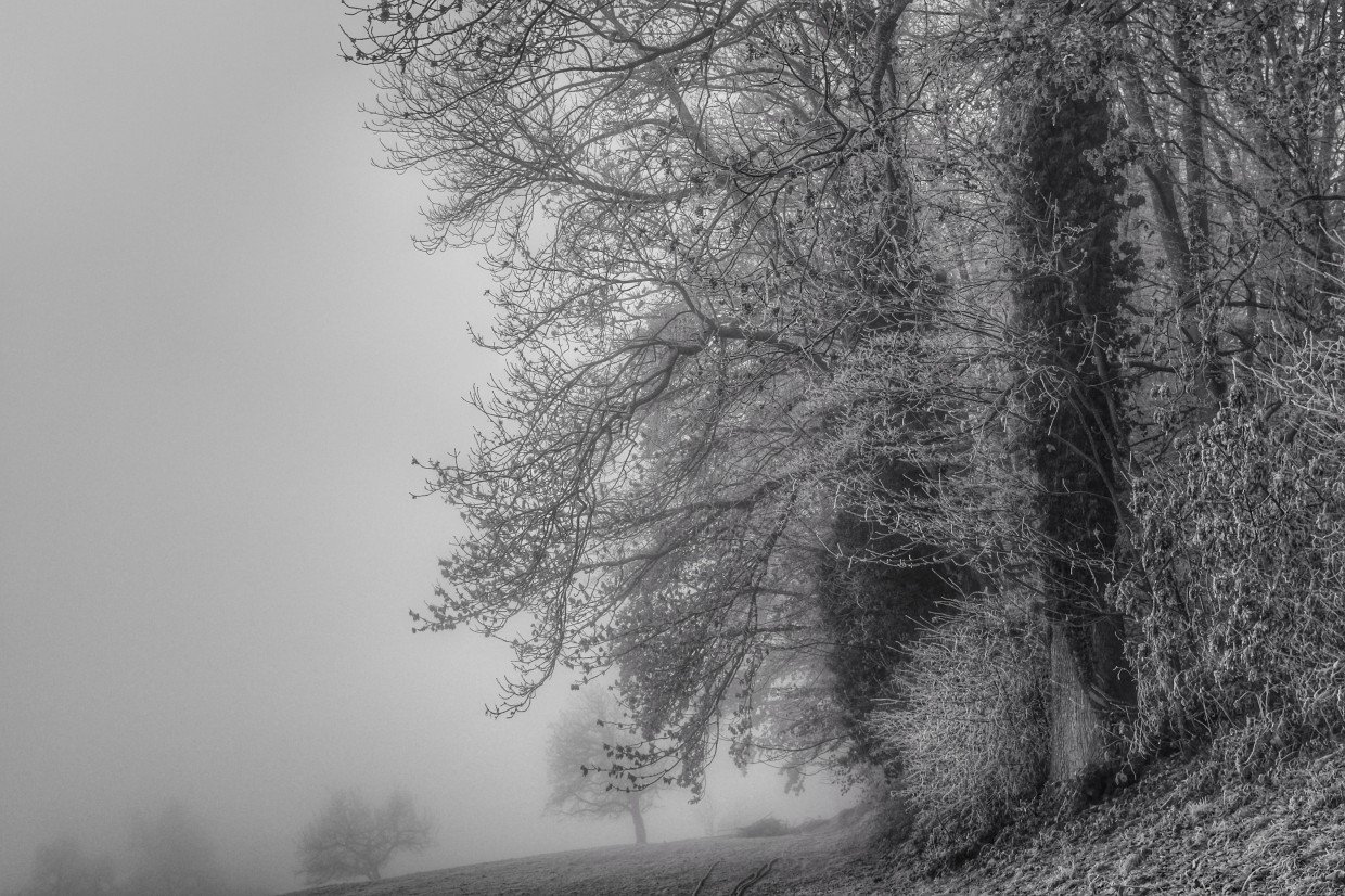 Frozen Fog on Trees 5